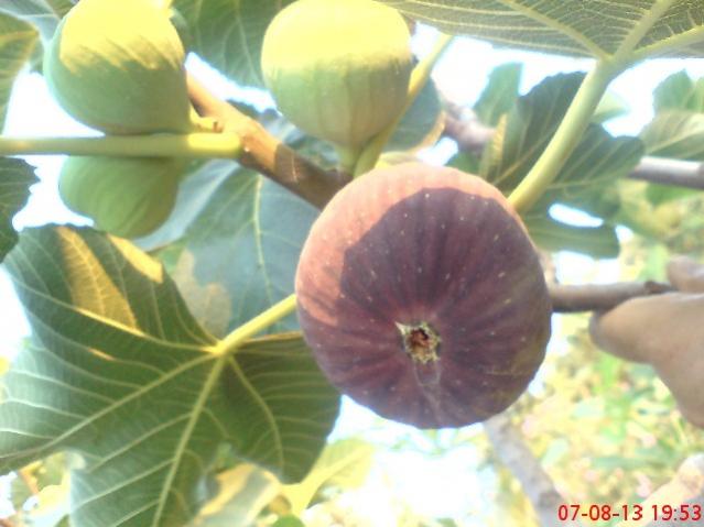 Name:  DSC03535.jpg
Views: 1432
Size:  38.4 KB