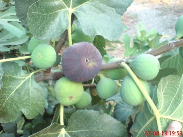 Name:  DSC03536.jpg
Views: 1308
Size:  44.4 KB