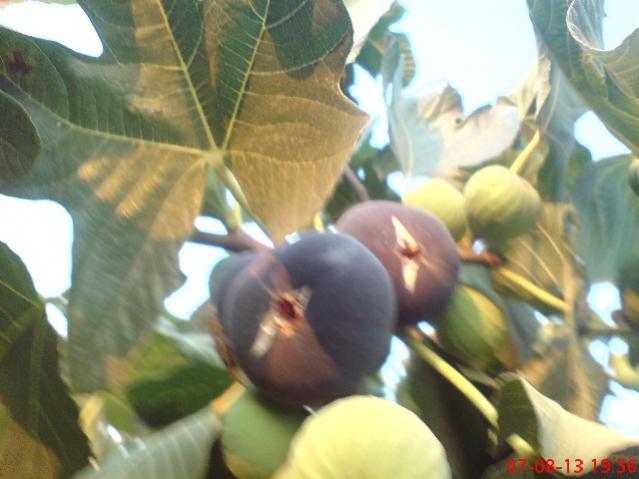 Name:  DSC03538.jpg
Views: 1365
Size:  38.6 KB