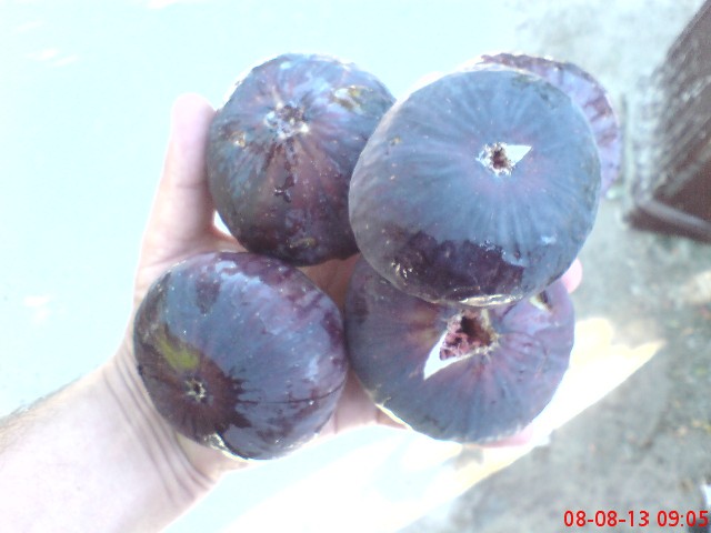 Name:  DSC03539.JPG
Views: 1353
Size:  61.5 KB