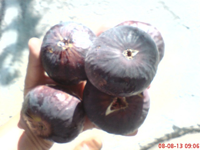 Name:  DSC03540.JPG
Views: 1320
Size:  57.5 KB