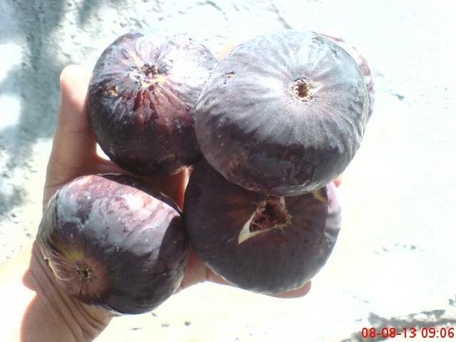Name:  DSC03541.jpg
Views: 1315
Size:  34.9 KB