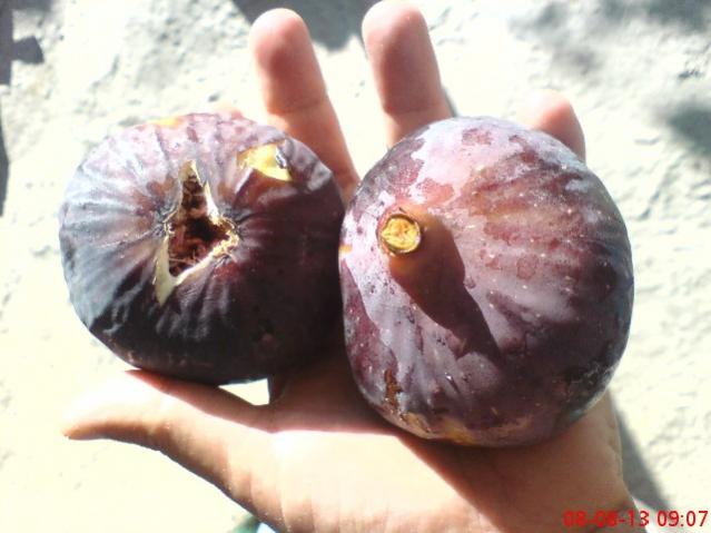 Name:  DSC03542.jpg
Views: 1307
Size:  37.3 KB