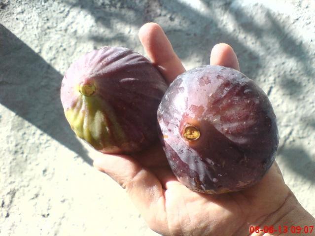 Name:  DSC03543.jpg
Views: 1359
Size:  40.6 KB
