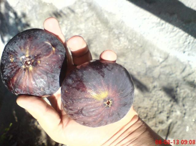 Name:  DSC03544.jpg
Views: 1346
Size:  40.9 KB