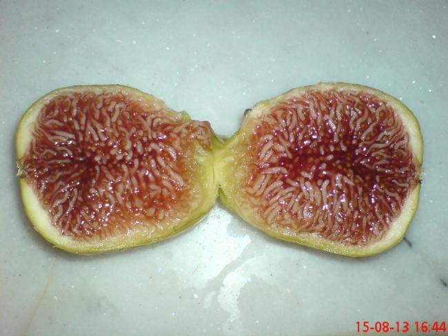 Name:  DSC03586.jpg
Views: 1609
Size:  42.2 KB