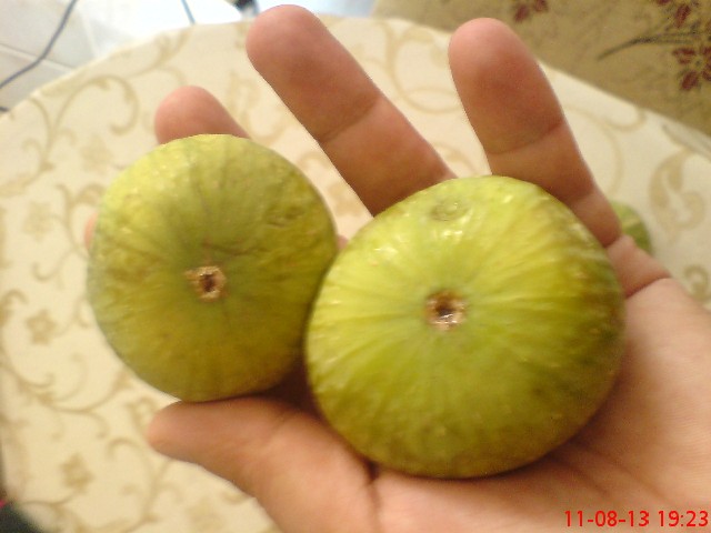 Name:  DSC03554.JPG
Views: 1636
Size:  60.0 KB