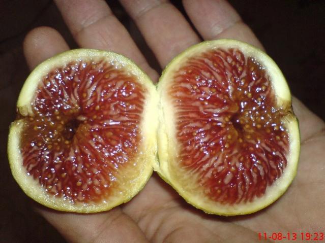Name:  DSC03556.jpg
Views: 1862
Size:  46.8 KB