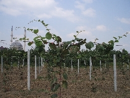 Name:  sahibinden_Resim 065.jpg
Views: 6418
Size:  55.1 KB
