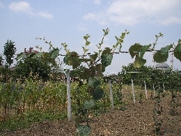 Name:  sahibinden_Resim 066.jpg
Views: 5563
Size:  60.7 KB