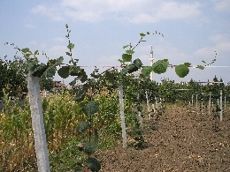 Name:  sahibinden_Resim 067.jpg
Views: 5501
Size:  60.7 KB