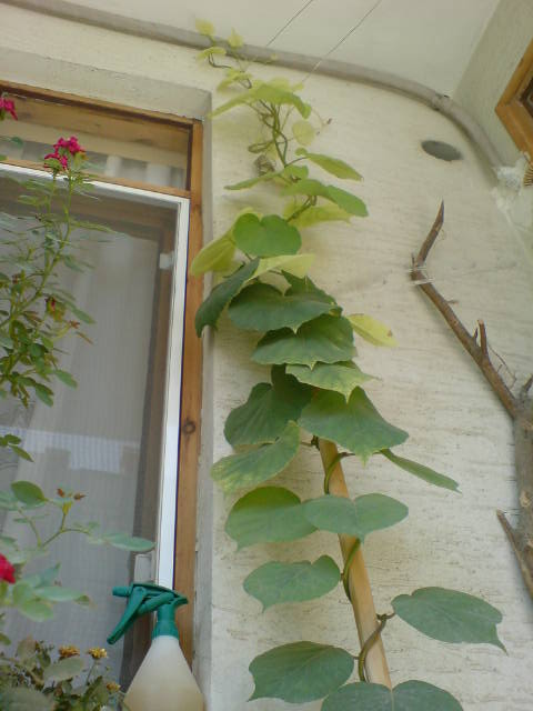Name:  DSC01320.jpg
Views: 9816
Size:  37.8 KB