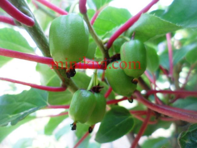 Name:  kensred 6 copy.jpg
Views: 932
Size:  37.7 KB