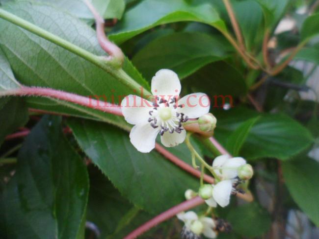 Name:  arguta erkek iek1 copy.jpg
Views: 862
Size:  33.8 KB