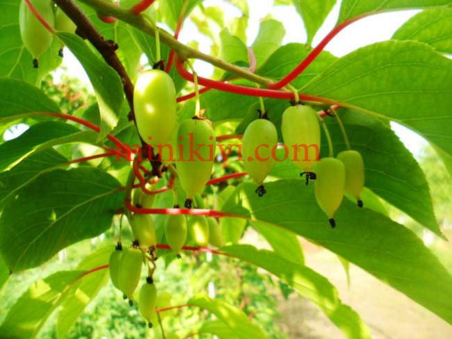 Name:  sadowa5 copy.jpg
Views: 899
Size:  48.0 KB