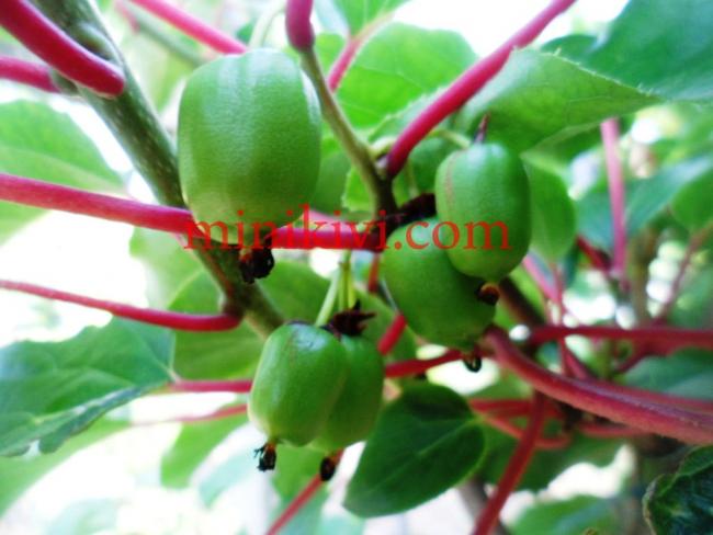 Name:  kensred 6 copy.jpg
Views: 841
Size:  40.6 KB