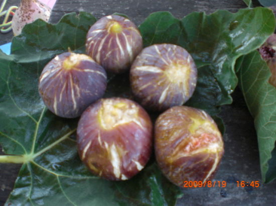 Name:  inc1.jpg
Views: 1163
Size:  42.4 KB