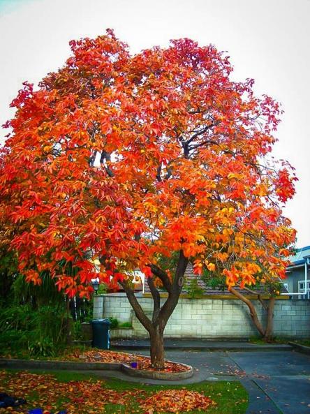 Name:  persimmon-tree-1.jpg
Views: 1010
Size:  73.1 KB