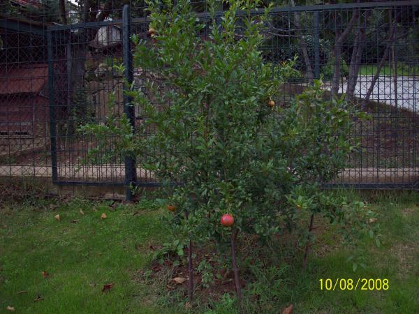 Name:  Picture 461.jpg
Views: 1784
Size:  59.3 KB