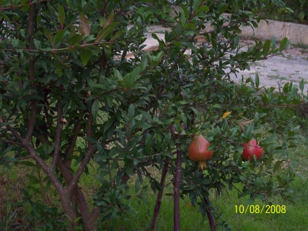 Name:  Picture 463.jpg
Views: 1708
Size:  55.4 KB