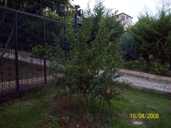 Name:  Picture 464.jpg
Views: 1749
Size:  56.7 KB