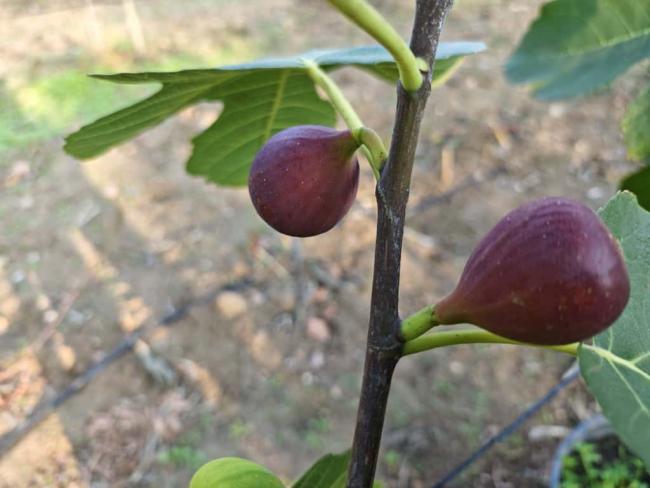 Name:  bordo.jpg
Views: 14
Size:  37.1 KB