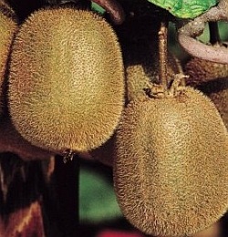 Name:  3298-actinidia-deliciosa-jenny-kiwi.jpg
Views: 4076
Size:  33.8 KB