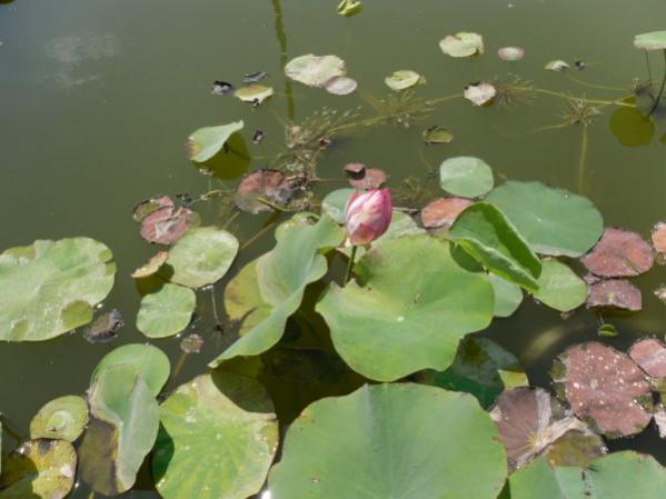 Name:  pembe lotus-1JPG.jpg
Views: 1839
Size:  33.1 KB