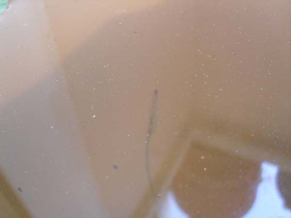 Name:  SDC10360.JPG
Views: 964
Size:  35.1 KB