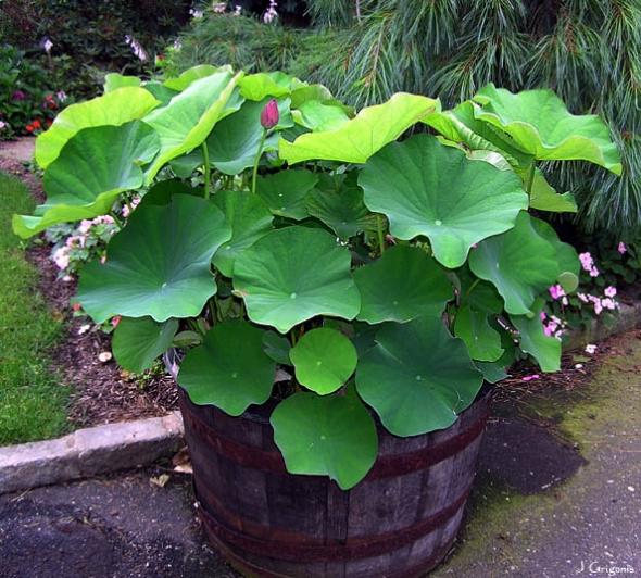 Name:  lotus (Nelumbo) 0 1.jpg
Views: 3192
Size:  68.6 KB
