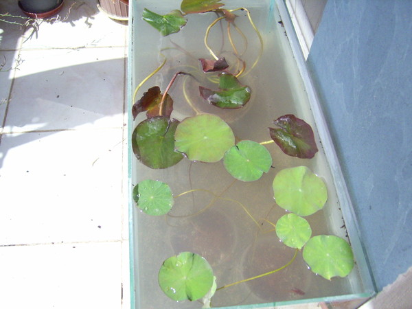 Name:  PIC_0162.JPG
Views: 899
Size:  59.6 KB