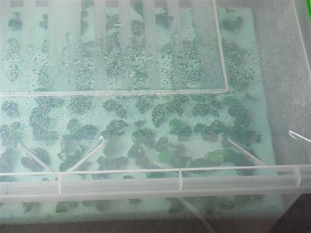 Name:  anubias 006 (Small).jpg
Views: 5956
Size:  45.9 KB