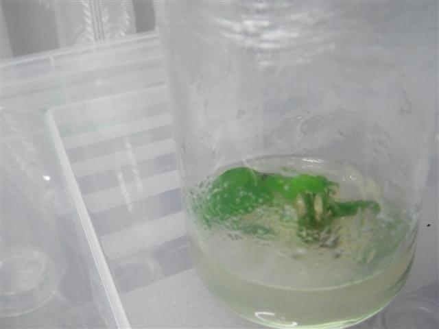 Name:  anubias 008 (Small).jpg
Views: 5977
Size:  30.2 KB