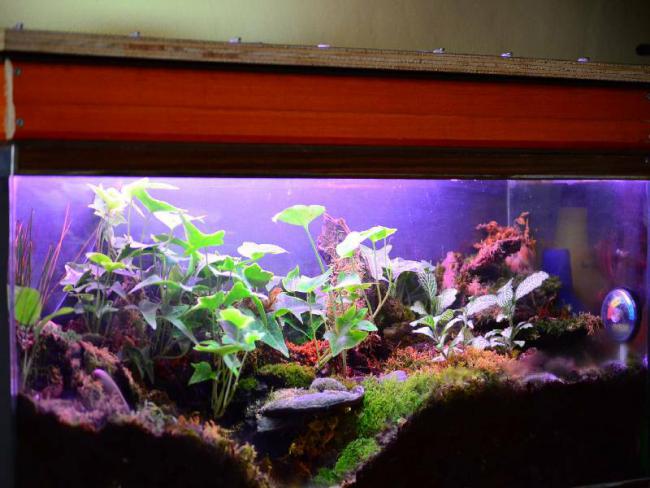 Name:  DSC_4160.jpg
Views: 3450
Size:  48.9 KB
