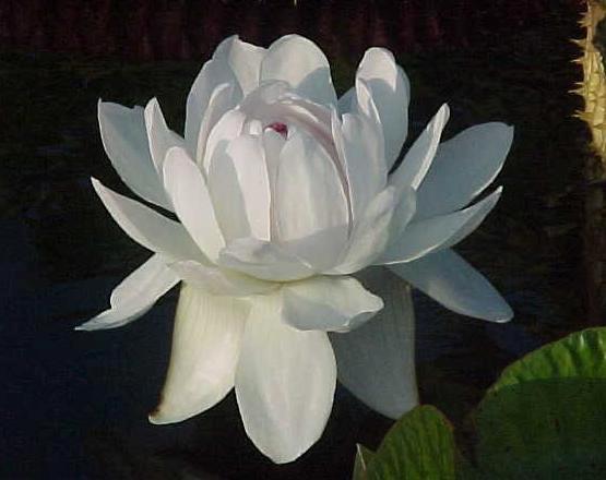 Name:  ama_am.jpg
Views: 4964
Size:  27.9 KB