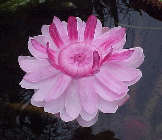 Name:  amazonica_pm_1.jpg
Views: 3074
Size:  61.1 KB