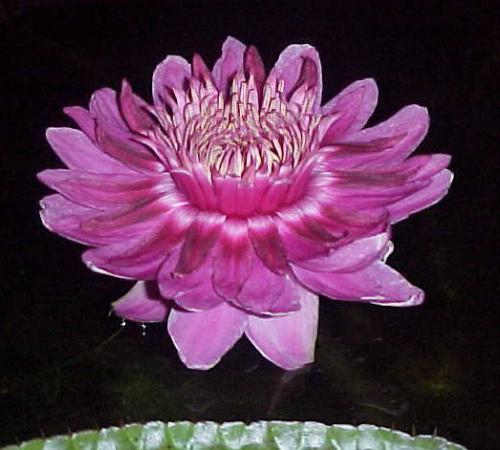 Name:  ama_second_night.jpg
Views: 4549
Size:  32.7 KB