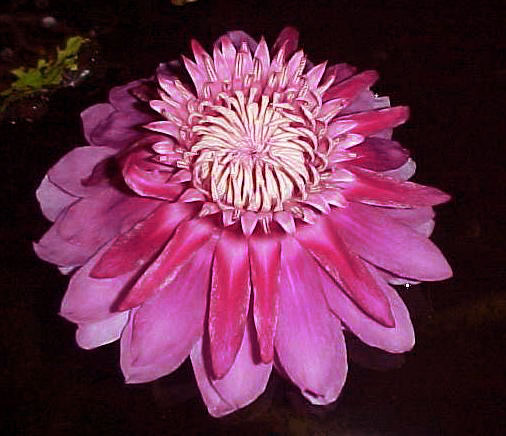 Name:  ama_pm.jpg
Views: 2902
Size:  57.9 KB