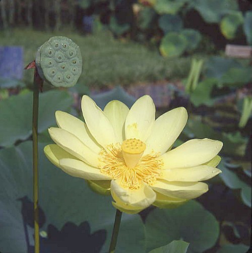 Name:  lutea.jpg
Views: 3382
Size:  47.5 KB