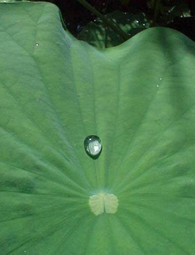 Name:  lotus_leaf1.jpg
Views: 3768
Size:  18.8 KB