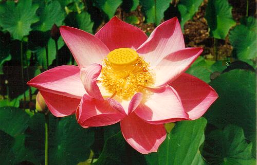 Name:  boyne_island_lotus.jpg
Views: 3907
Size:  32.3 KB