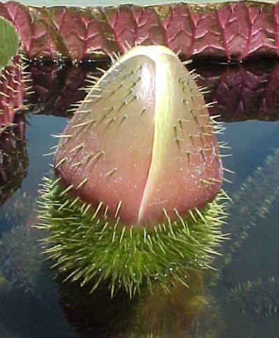 Name:  adv_bud.jpg
Views: 3249
Size:  37.7 KB