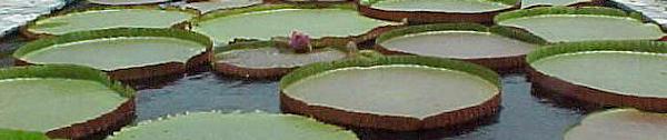 Name:  adv_plant1.jpg
Views: 2689
Size:  16.2 KB