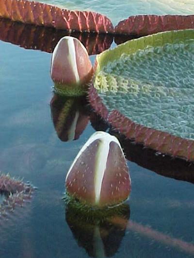 Name:  double_10-24.jpg
Views: 2731
Size:  31.8 KB
