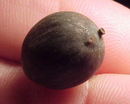 Name:  seed_p.jpg
Views: 3292
Size:  18.6 KB
