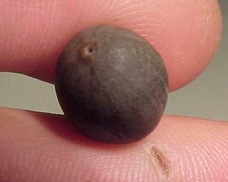 Name:  seed_d.jpg
Views: 3550
Size:  17.7 KB