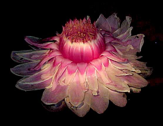 Name:  11-12.jpg
Views: 2753
Size:  26.9 KB