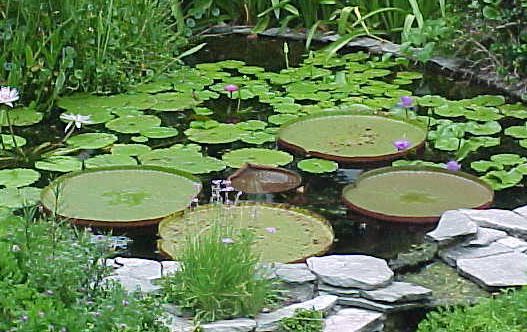 Name:  atlantis_plant_2.jpg
Views: 2889
Size:  58.3 KB