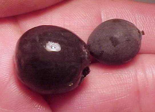 Name:  seed_swolen.jpg
Views: 3622
Size:  22.6 KB