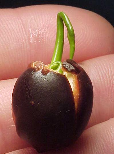 Name:  sprout_day1.jpg
Views: 4709
Size:  25.7 KB